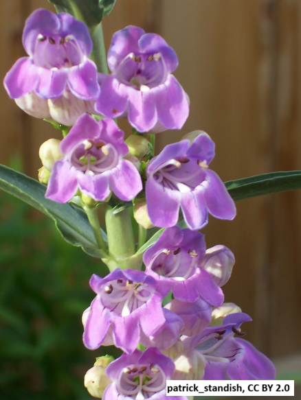 Shrub Steppe plant collection