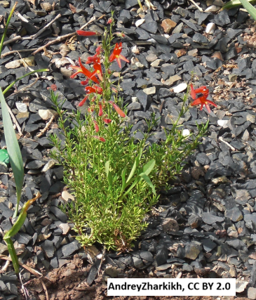 Shrub Steppe plant collection