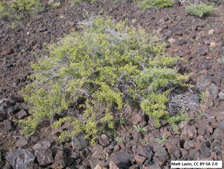 Shrub Steppe plant collection