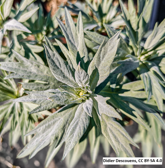 Silver Sage