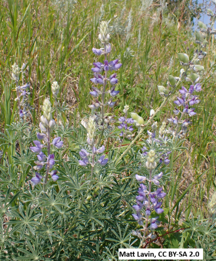 Silky Lupine
