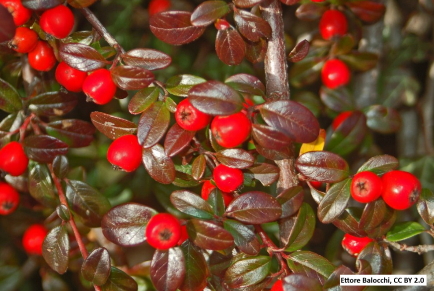 Bearberry Cotoneaster 'Coral Beauty'