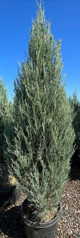 Skyrocket Juniper