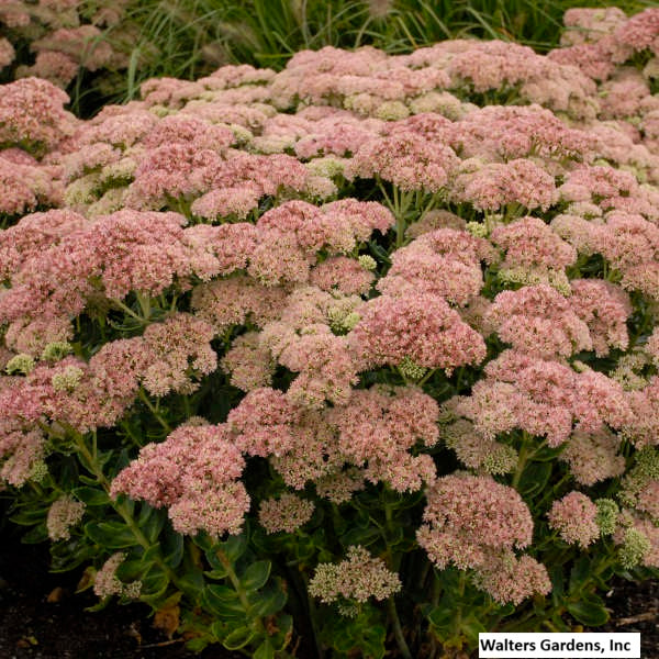 Sedum Autumn Joy