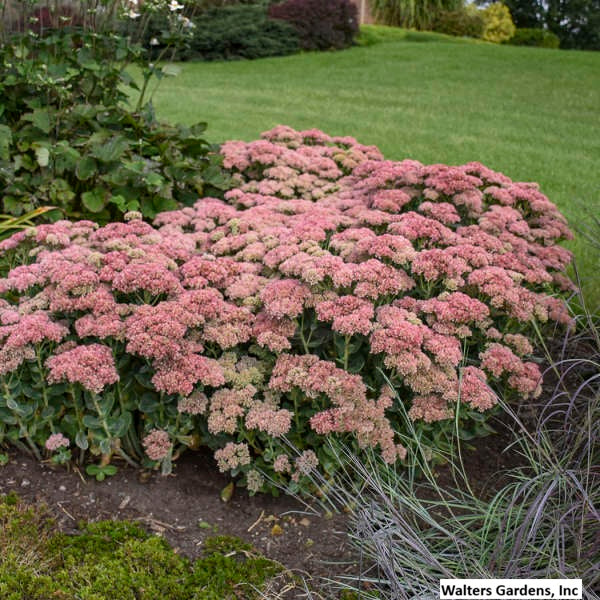 Sedum Autumn Joy