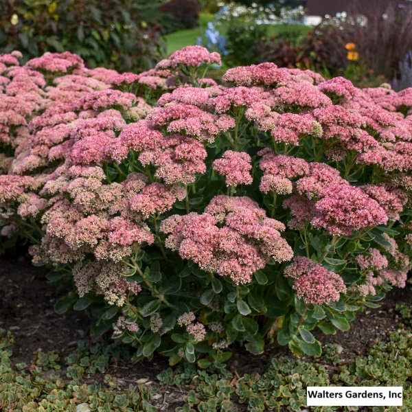 Sedum Autumn Joy