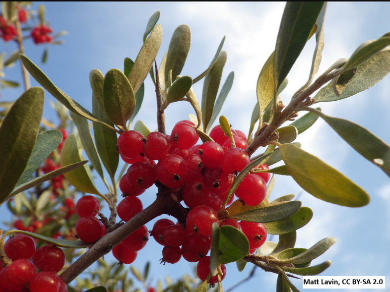 Silver Buffaloberry