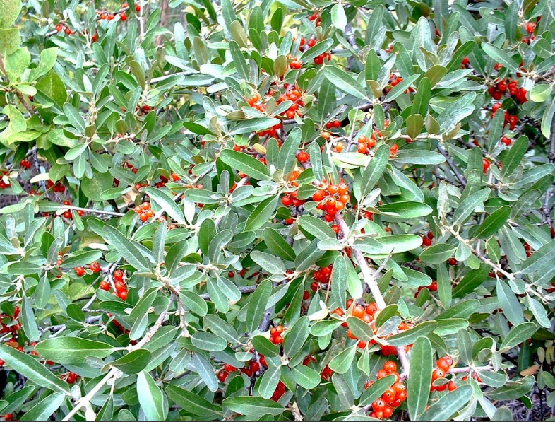 Silver Buffaloberry