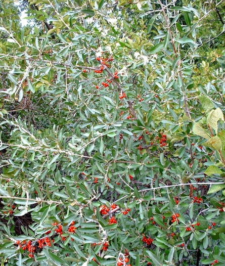 Silver Buffaloberry
