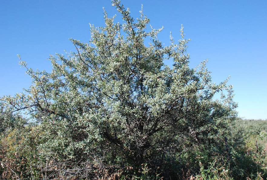 Silver Buffaloberry