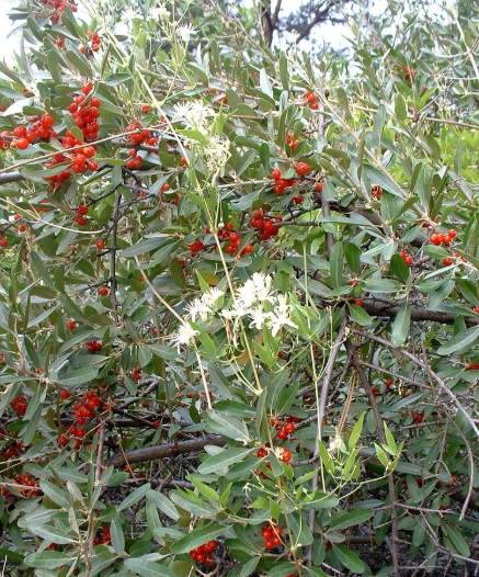 Silver Buffaloberry