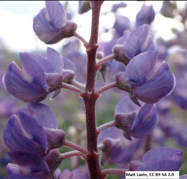 Silver Lupine