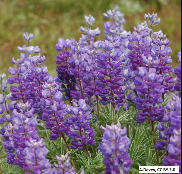 Silver Lupine