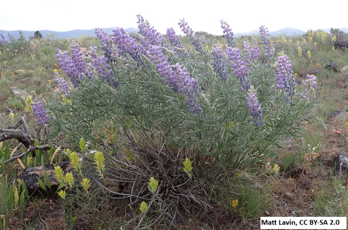 Silver Lupine