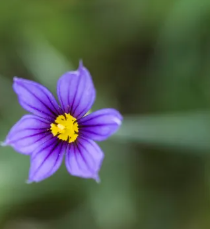 Idaho Blue Eyed Grass