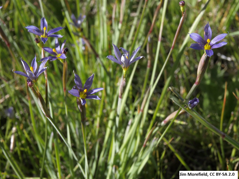 Idaho Blue Eyed Grass