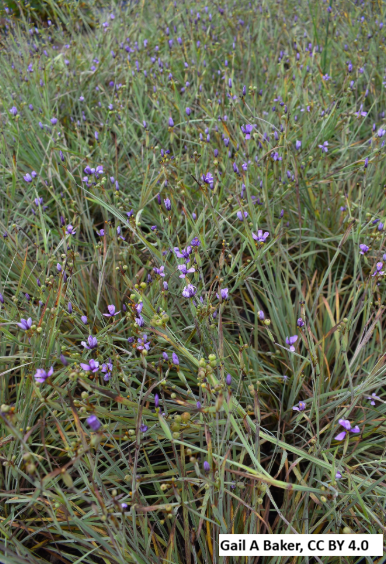 Idaho Blue Eyed Grass