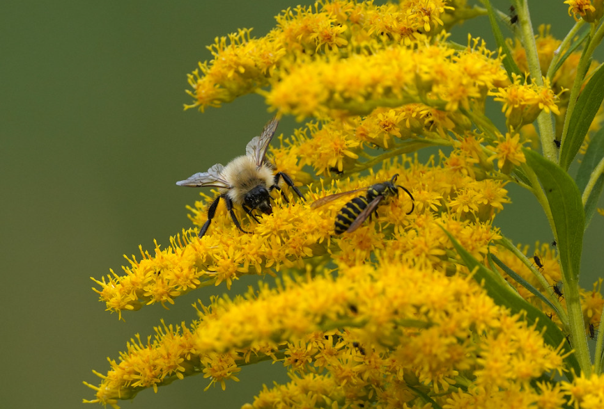Canada Goldenrod