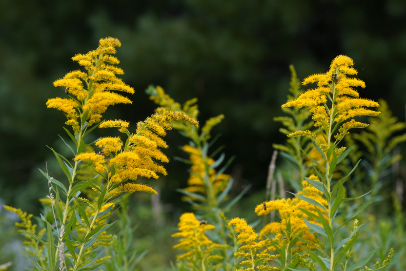 Canada Goldenrod