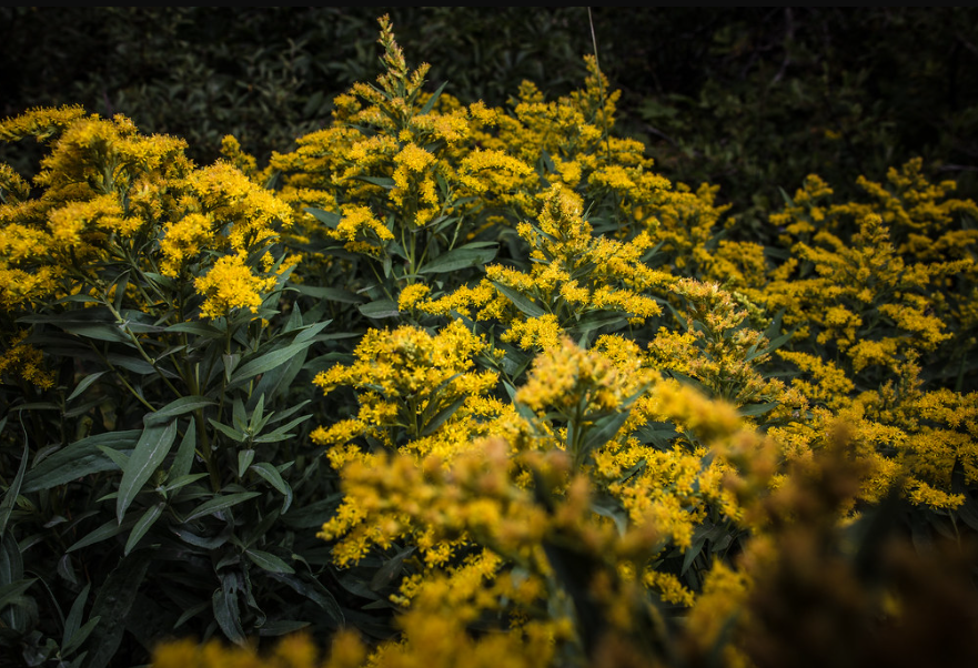 Canada Goldenrod