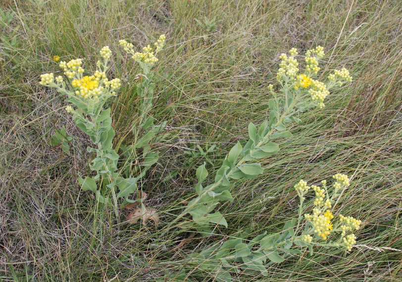 Canada Goldenrod