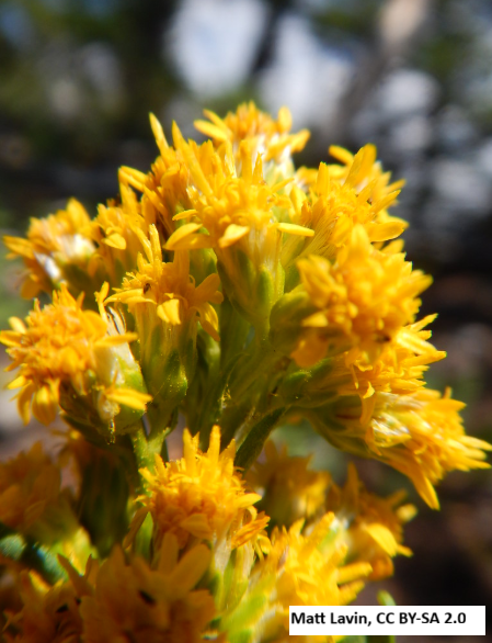 Missouri Goldenrod