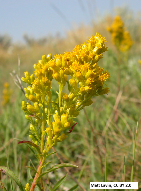 Missouri Goldenrod