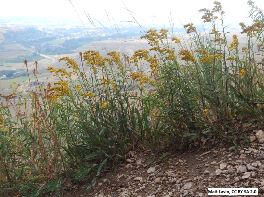 Missouri Goldenrod