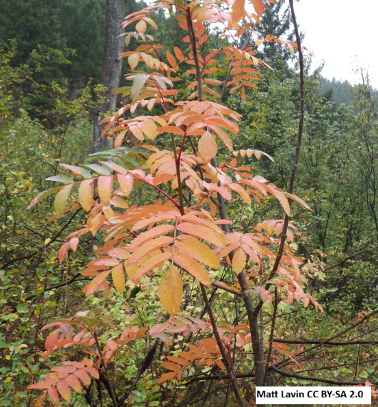 Greene's Mountain-Ash