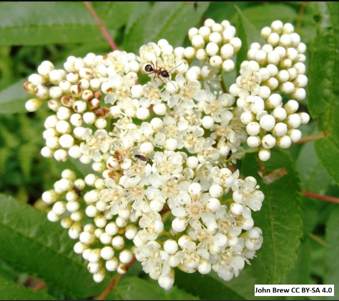 Greene's Mountain-Ash