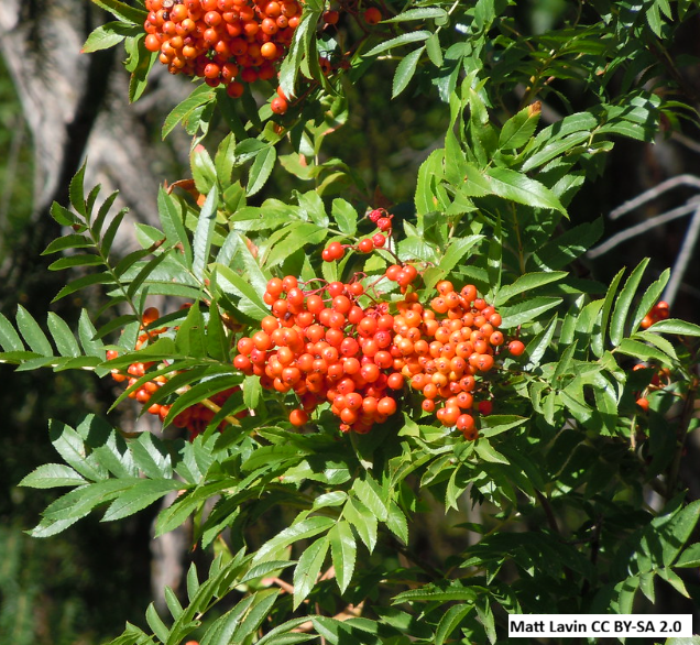Greene's Mountain-Ash