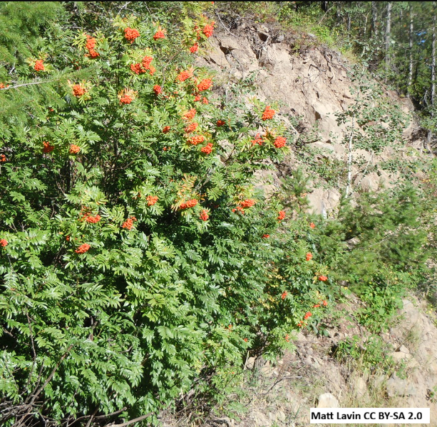 Greene's Mountain-Ash