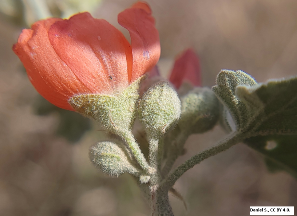Munro’s Globemallow