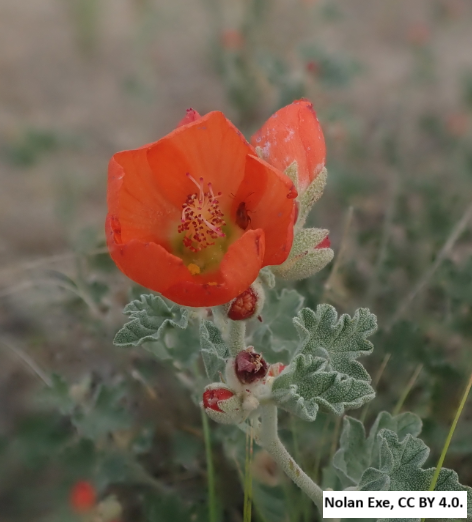 Munro’s Globemallow