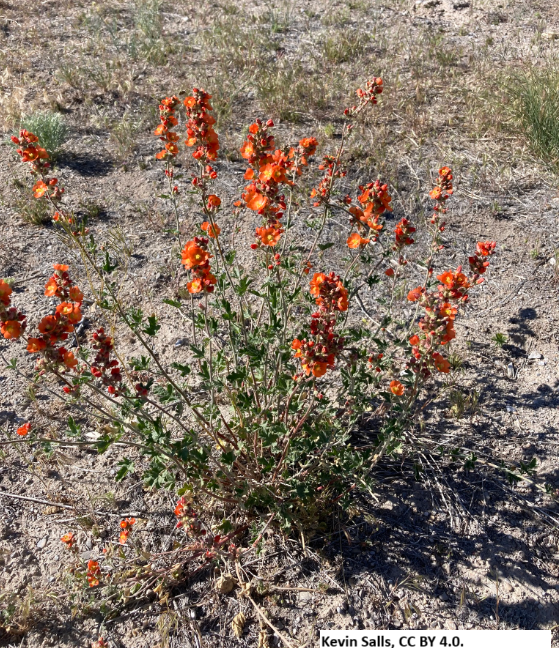 Munro’s Globemallow