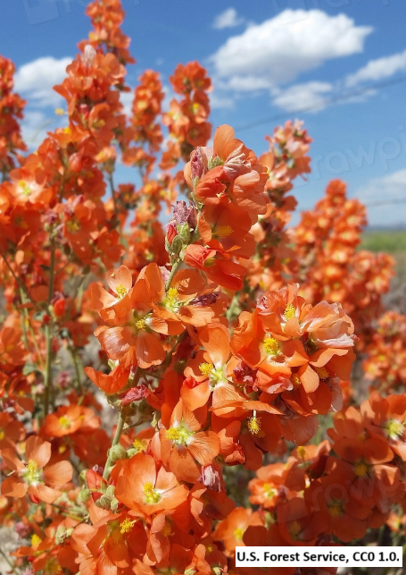 Munro’s Globemallow