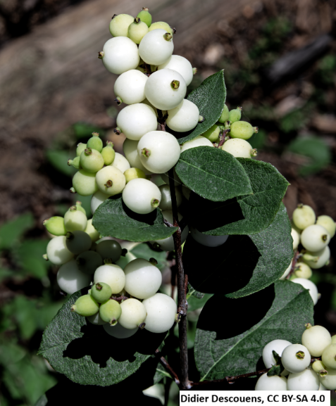 Snowberry