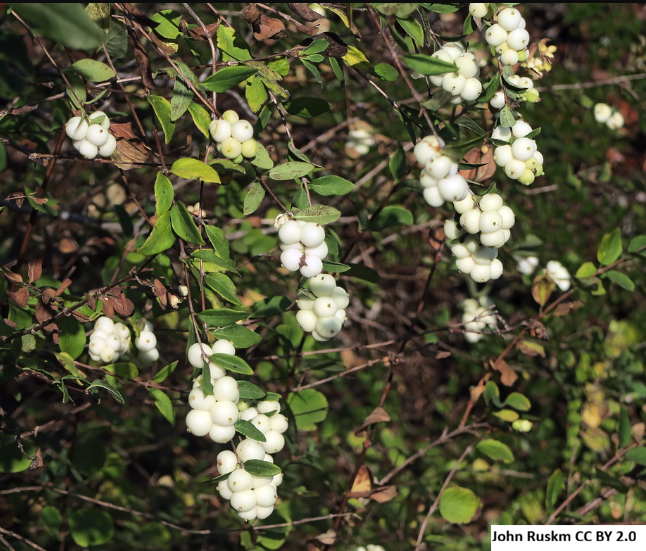 Snowberry