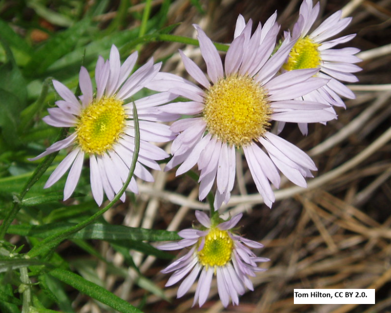 Western Aster