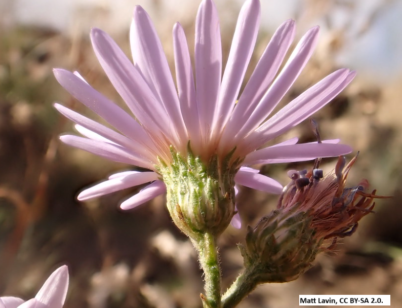 Western Aster