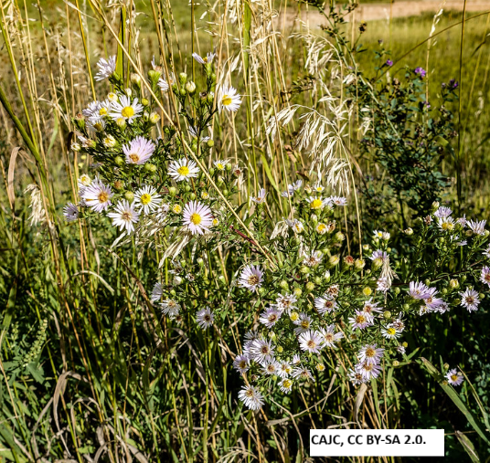 Western Aster
