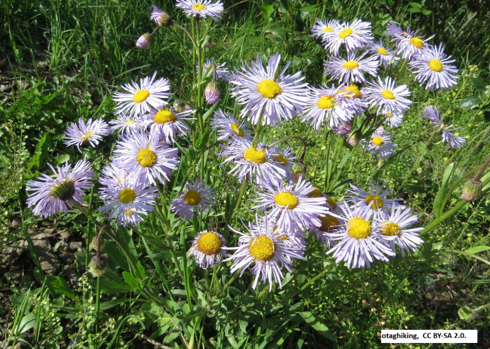 Western Aster